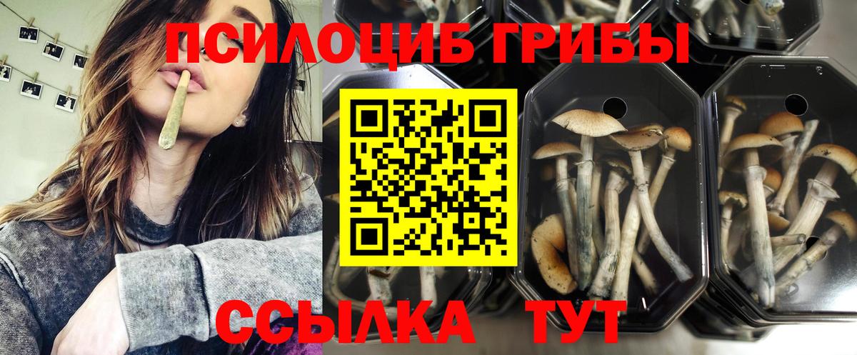 Благодарный  Псилоцибиновые грибы MAGIC MUSHROOMS  Вход с VPN 